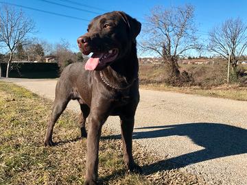 Labrador retriver con pedigree per monta