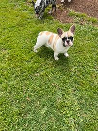 Cucciola bulldog francese, femmina