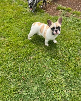 Cucciola bulldog francese, femmina
