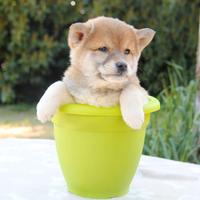 Cucciola di Shiba Inu
