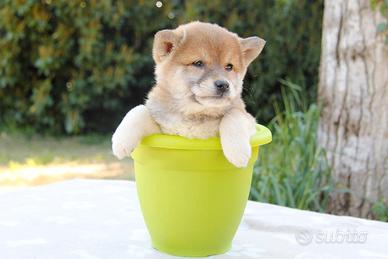 Cucciola di Shiba Inu