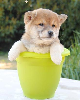 Cucciola di Shiba Inu