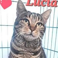 LUCIA una dolce tigrotta