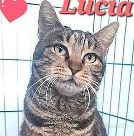 LUCIA una dolce tigrotta