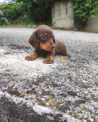 Bassotto tedesco cioccolato