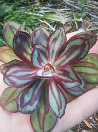 echeveria Nodulosa