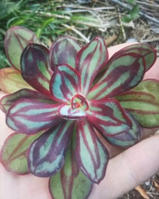echeveria Nodulosa