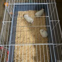 Vend coniglietti nani cuccioli ditutti colori 2026