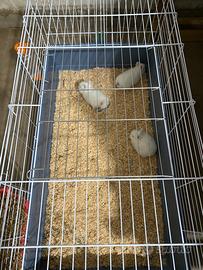 Vend coniglietti nani cuccioli ditutti colori 2026