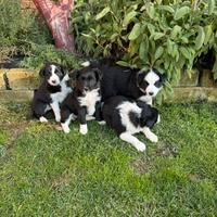 Fantastici cuccioli Bordercollie