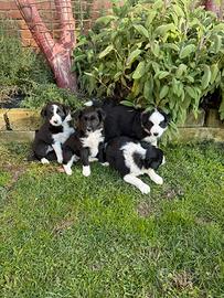 Fantastici cuccioli Bordercollie