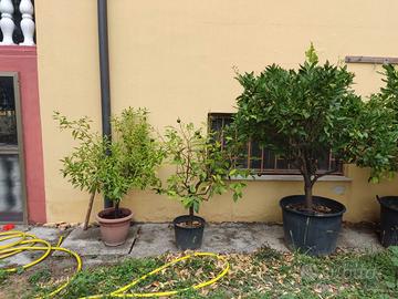 Alberi di limone in vaso 