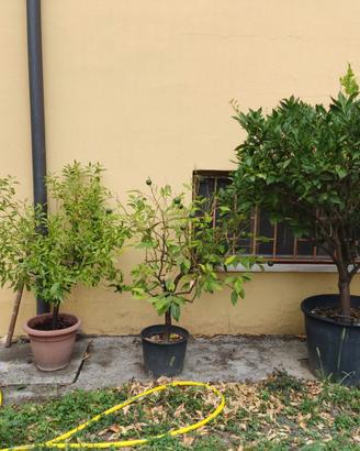 Alberi di limone in vaso 