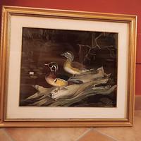 copia anatre carolina