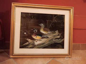 copia anatre carolina