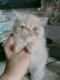 Gattini persiani