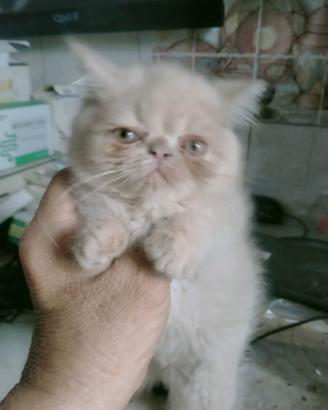 Gattini persiani