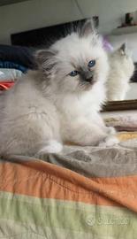 Sacro di Birmania cuccioli