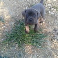 Cane corso