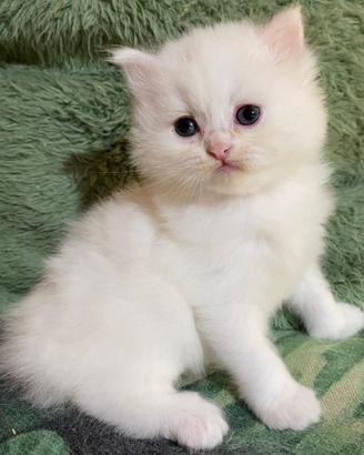 Piccola cucciola di persiani normotipo