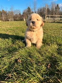 Maschio Golden Retriever collare giallo