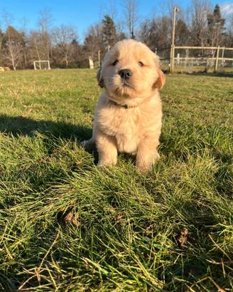 Maschio Golden Retriever collare giallo