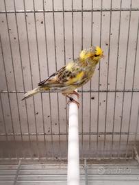 Canarino maschio lizard