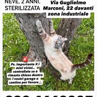 Smarrita gatta