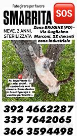 Smarrita gatta