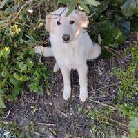 Cucciolo taglia media