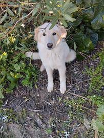 Cucciolo taglia media