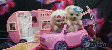 Spitz Pomerania nano