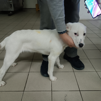 Cagnolino maschietto taglia piccola di 4 mesi