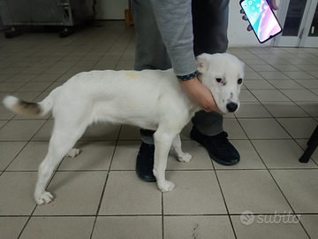 Cagnolino maschietto taglia piccola di 4 mesi