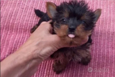 Yorkshire mini toy maschietto e femminucce