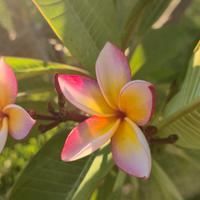 Plumeria Trapanosa 