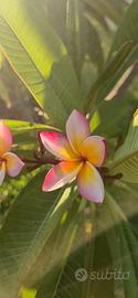 Plumeria Trapanosa 
