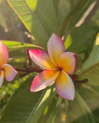 Plumeria Trapanosa 