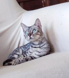 Bengala