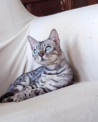 Bengala