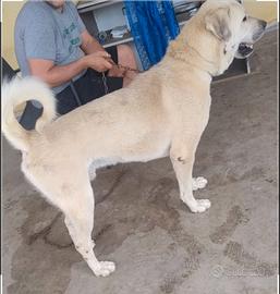 Disponibili cuccioli kangal