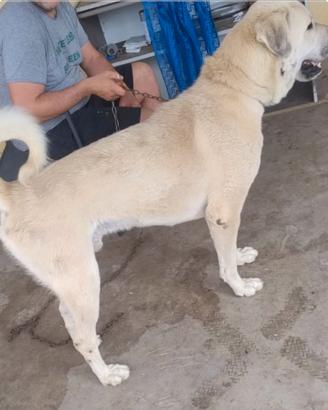 Disponibili cuccioli kangal