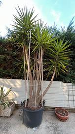 Yucca elephantipes (Yucca gigante) adulta