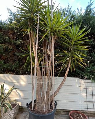 Yucca elephantipes (Yucca gigante) adulta