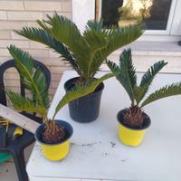 Piante