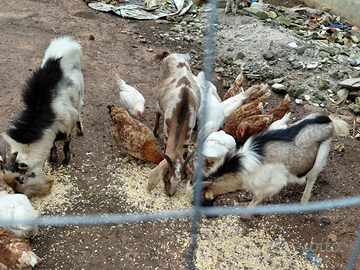 Caprette nane galline anatre