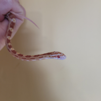Baby serpente del grano butter (P. guttatus)