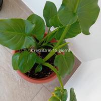 Calla bianco pianta ornamentale 