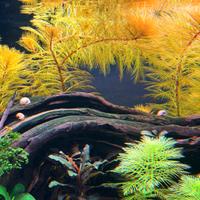 Myriophyllum roirama 