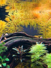 Myriophyllum roirama 